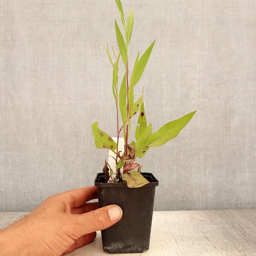 Amostra de Áster azureus Vaso de 8/9 cm tal como entregue no verão
