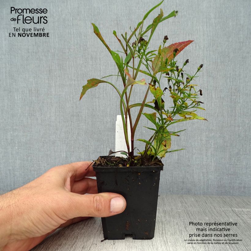 Amostra de Áster cordifolius Blue Heaven Vaso de 8/9 cm tal como entregue no outono