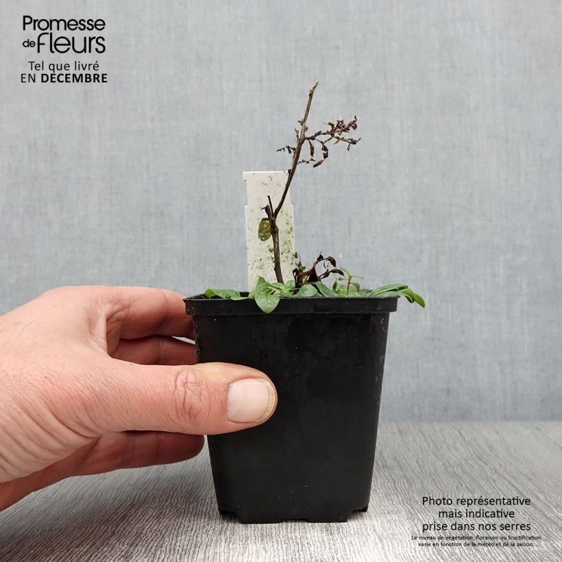 Amostra de Aster cordifolius Blütenregen - Áster de outono Vaso de 8/9 cm tal como entregue no outono