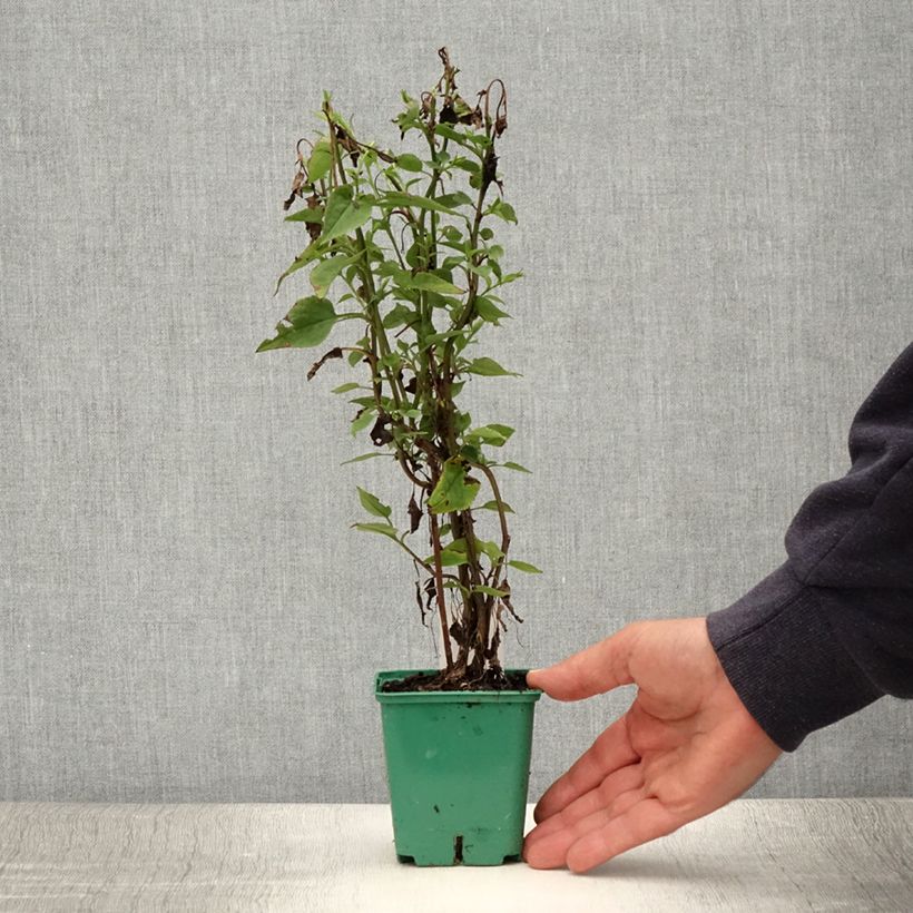 Amostra de Aster cordifolius Blütenregen - Áster de outono Vaso de 8/9 cm tal como entregue no verão