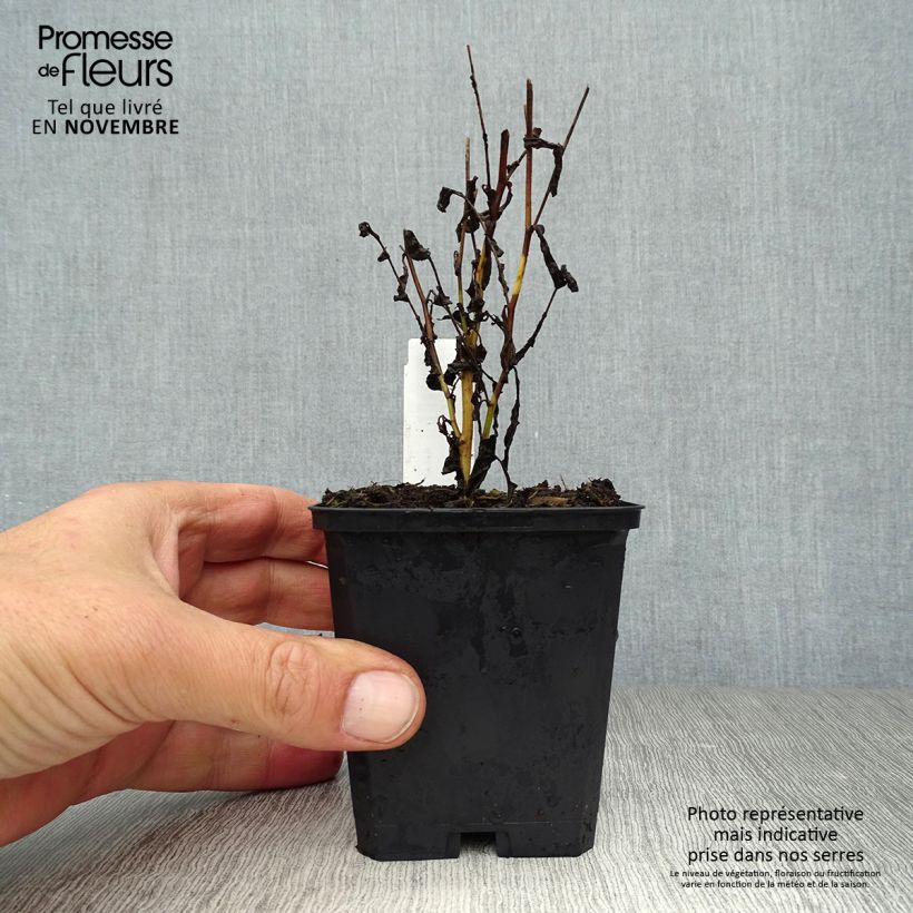 Amostra de Áster cordifolius Idéal Vaso de 8/9 cm tal como entregue no outono