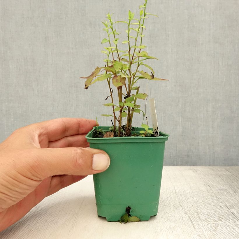 Amostra de Áster cordifolius Idéal Vaso de 8/9 cm tal como entregue no verão