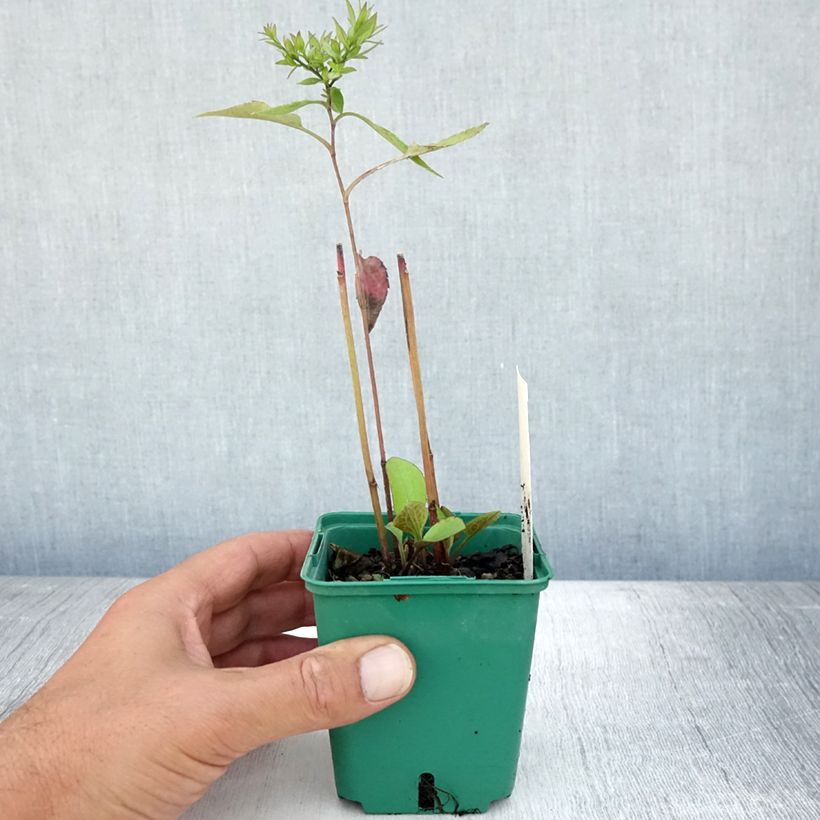 Amostra de Áster cordifolius Little Carlow - Áster de outono Vaso de 8/9 cm tal como entregue no verão
