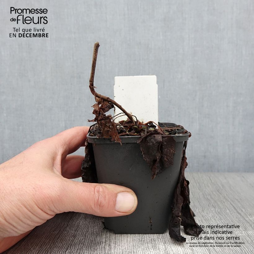 Amostra de Áster divaricatus - Áster divaricado Vaso de 8/9 cm tal como entregue no outono