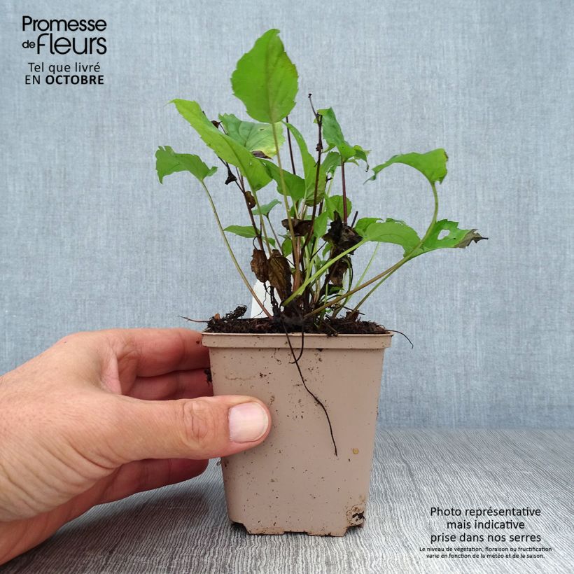 Amostra de Áster divaricatus Beth Chatto Vaso de 8/9 cm tal como entregue no outono