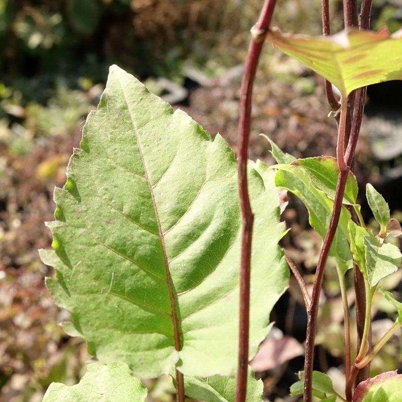 Áster divaricatus Beth Chatto (Folhagem)