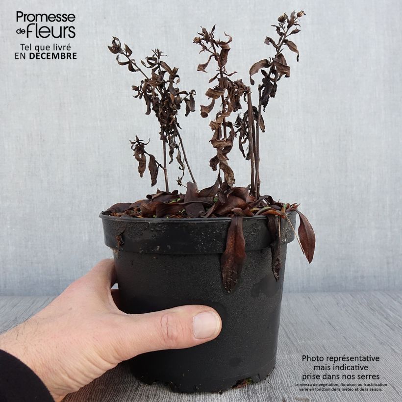Amostra de Aster dumosus Anneke - Aster nain Pot de 1,5L/2L tal como entregue no outono
