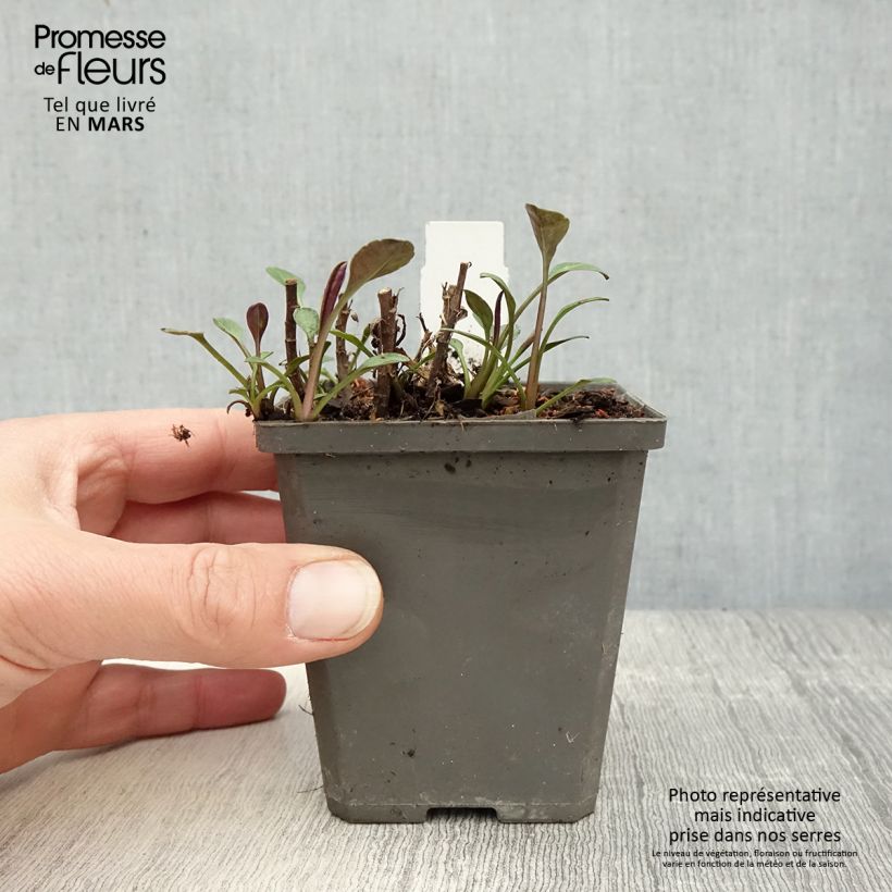 Amostra de Áster dumosus Anneke - Áster Anão Vaso de 8/9 cm tal como entregue na primavera