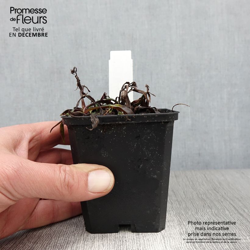 Amostra de Áster dumosus Augenweide - Áster Anão Vaso de 8/9 cm tal como entregue no outono