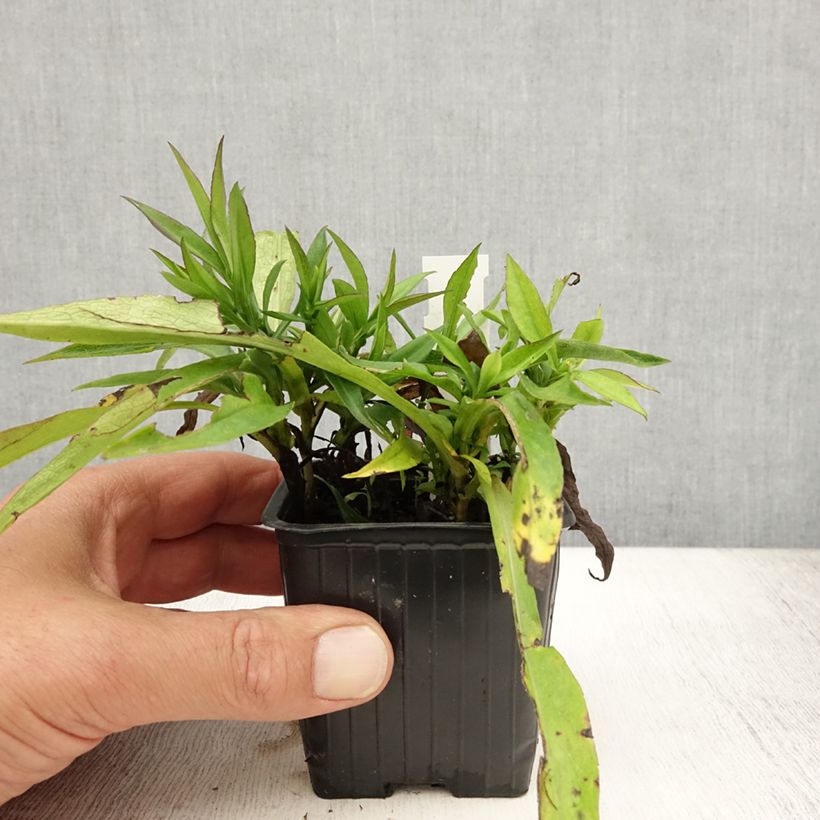Amostra de Áster dumosus Augenweide - Áster Anão Vaso de 8/9 cm tal como entregue no verão