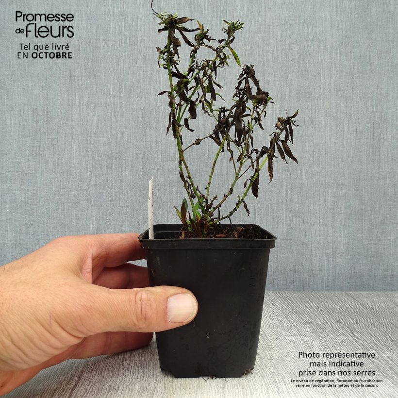 Amostra de Áster dumosus Bahamas - Áster-anão Vaso de 8/9 cm tal como entregue no outono