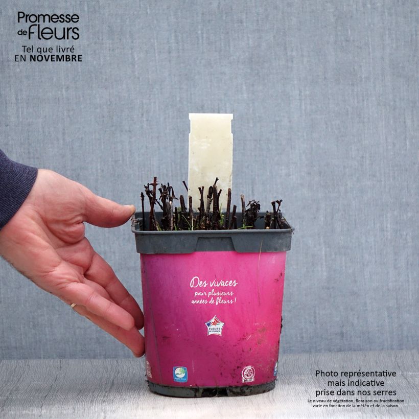 Amostra de Áster dumosus Bahamas - Áster-anão Vaso de 2 L/3 L tal como entregue no outono