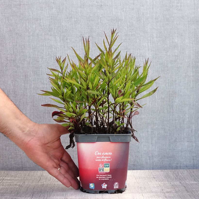Amostra de Áster dumosus Bahamas - Áster-anão Vaso de 2 L/3 L tal como entregue no verão