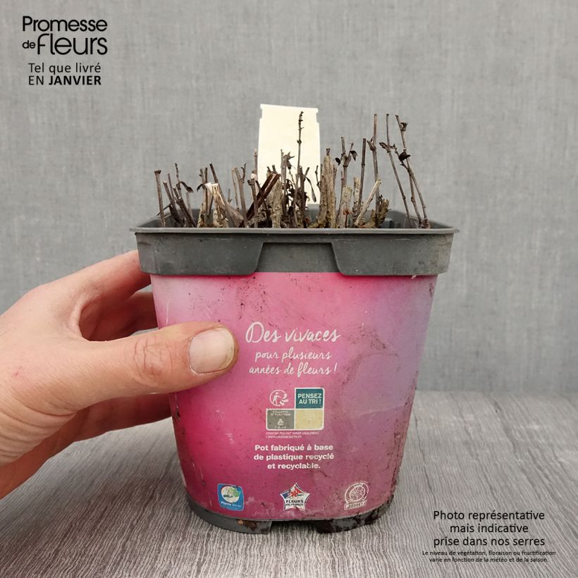 Amostra de Áster dumosus Bahamas - Áster-anão Vaso de 2 L/3 L tal como entregue no inverno