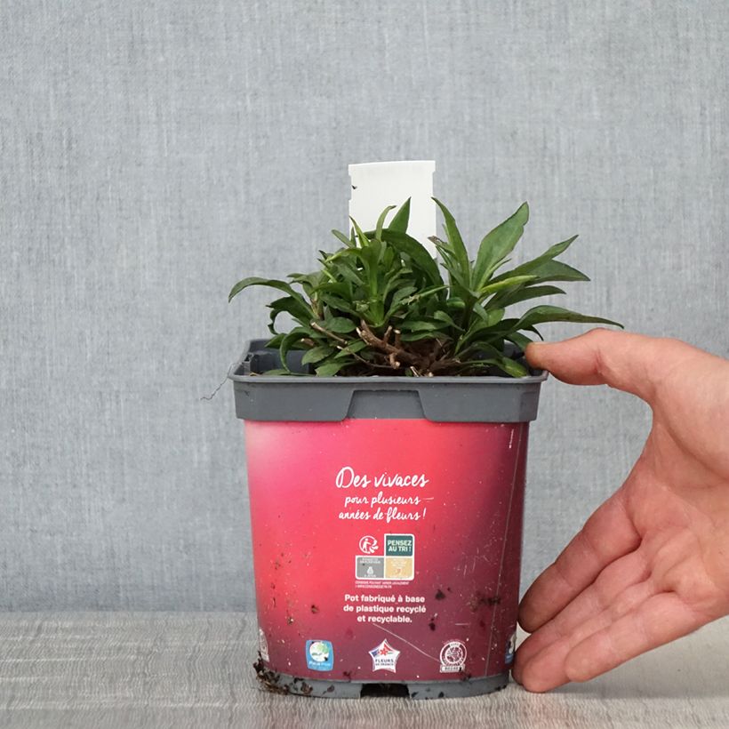 Amostra de Áster dumosus Bahamas - Áster-anão Vaso de 2 L/3 L tal como entregue na primavera