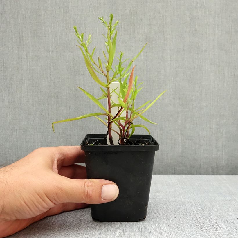 Amostra de Áster dumosus Heinz-Richard Vaso de 8/9 cm tal como entregue no verão
