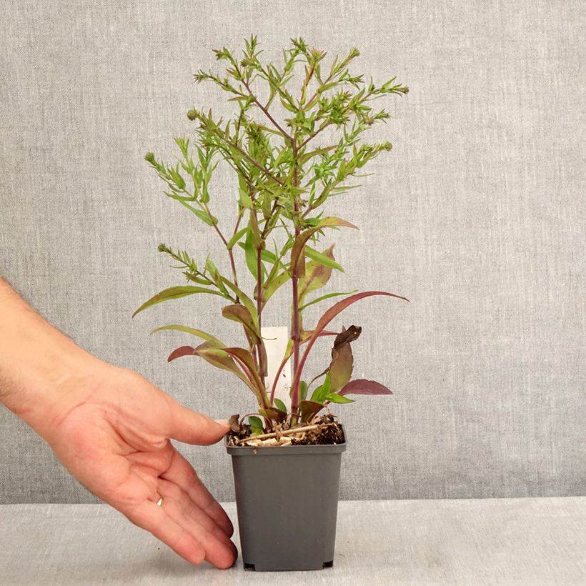 Amostra de Aster dumosus Jenny - Aster nain Vaso de 8/9 cm tal como entregue no verão