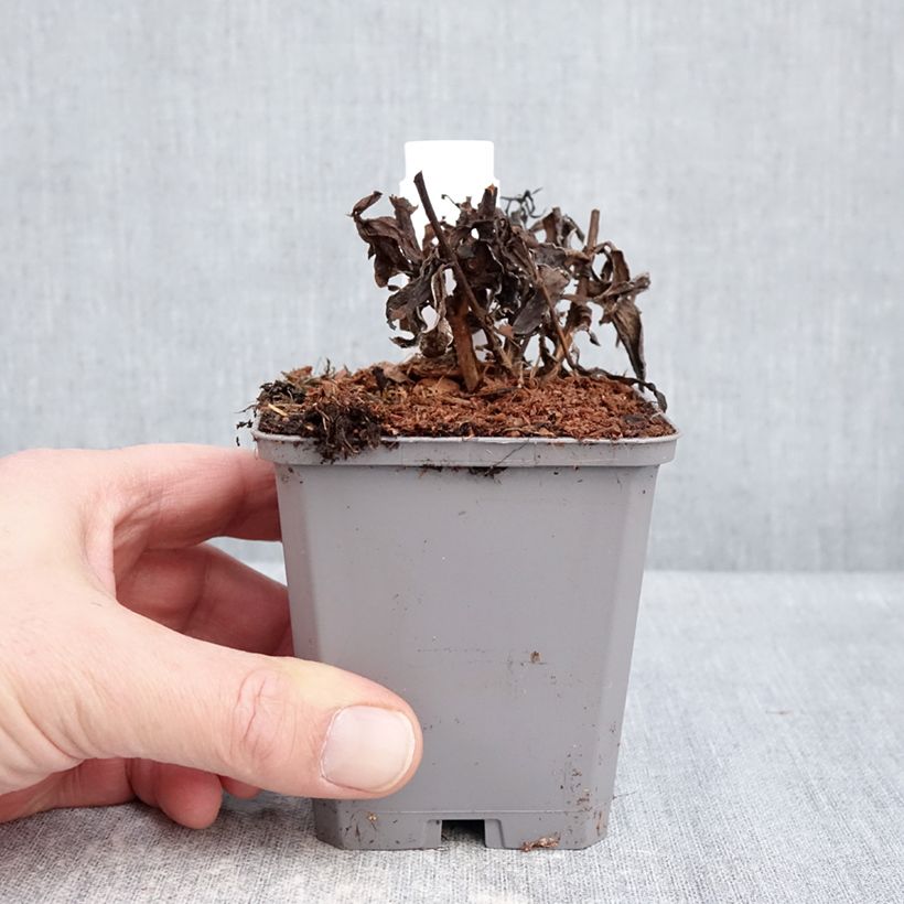 Amostra de Aster dumosus Jenny - Áster-anão Vaso de 8/9 cm tal como entregue no inverno