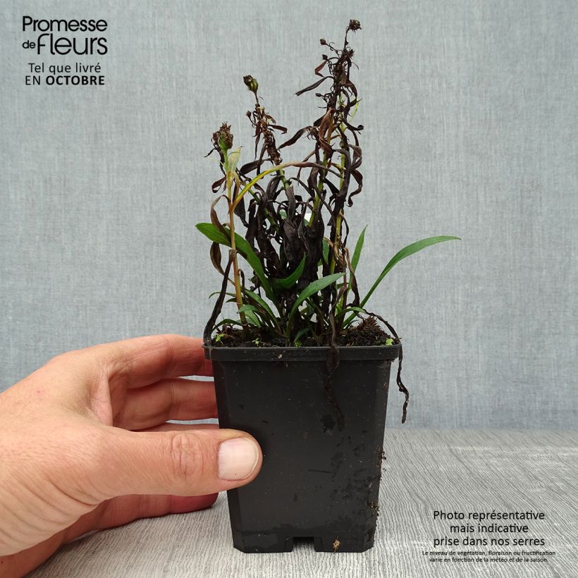 Amostra de Aster dumosus Kristina Vaso de 8/9 cm tal como entregue no outono
