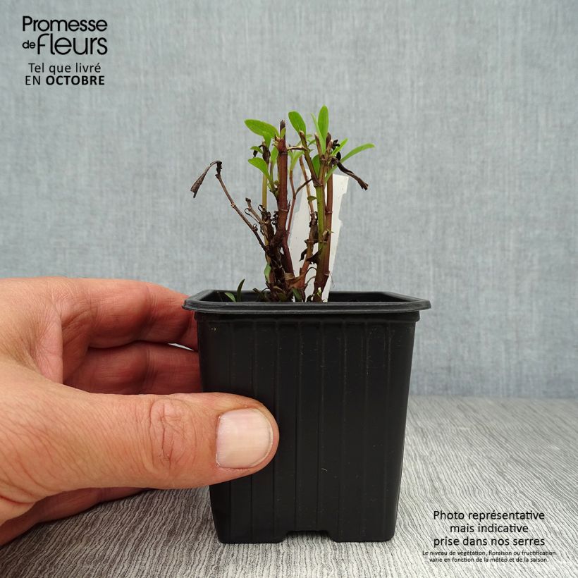 Amostra de Áster dumosus Marjorie - Áster Anão Vaso de 8/9 cm tal como entregue no outono