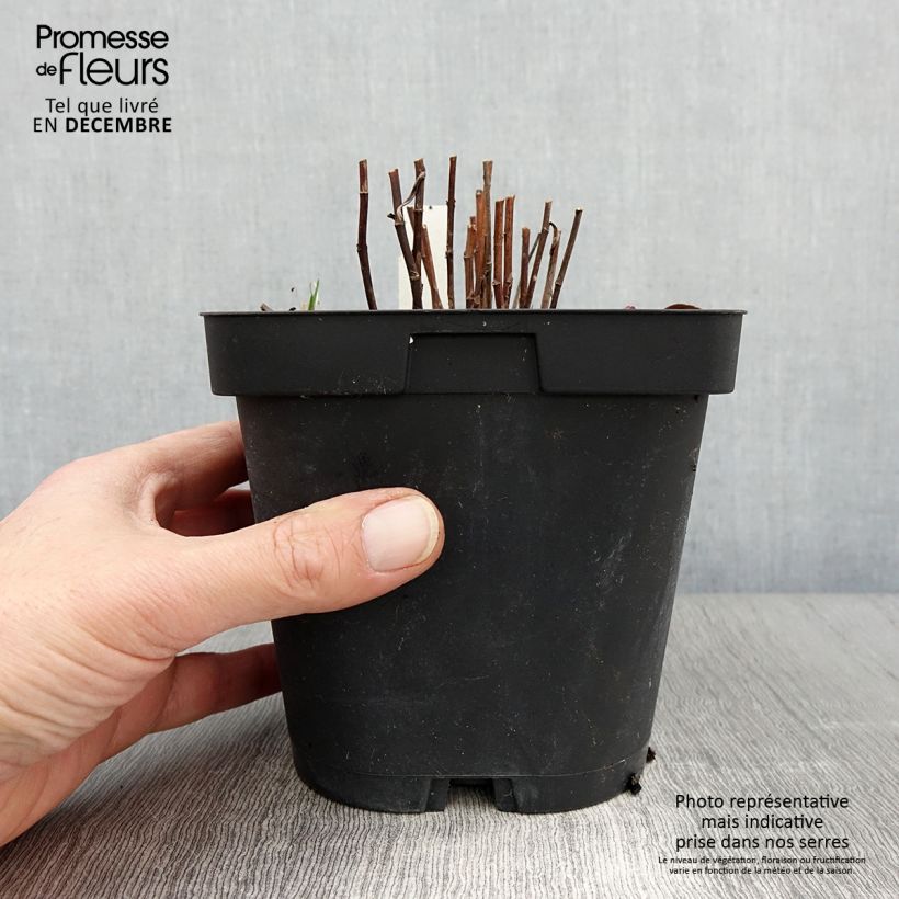 Amostra de Áster dumosus Marjorie - Áster Anão Vaso de 2 L/3 L tal como entregue no outono