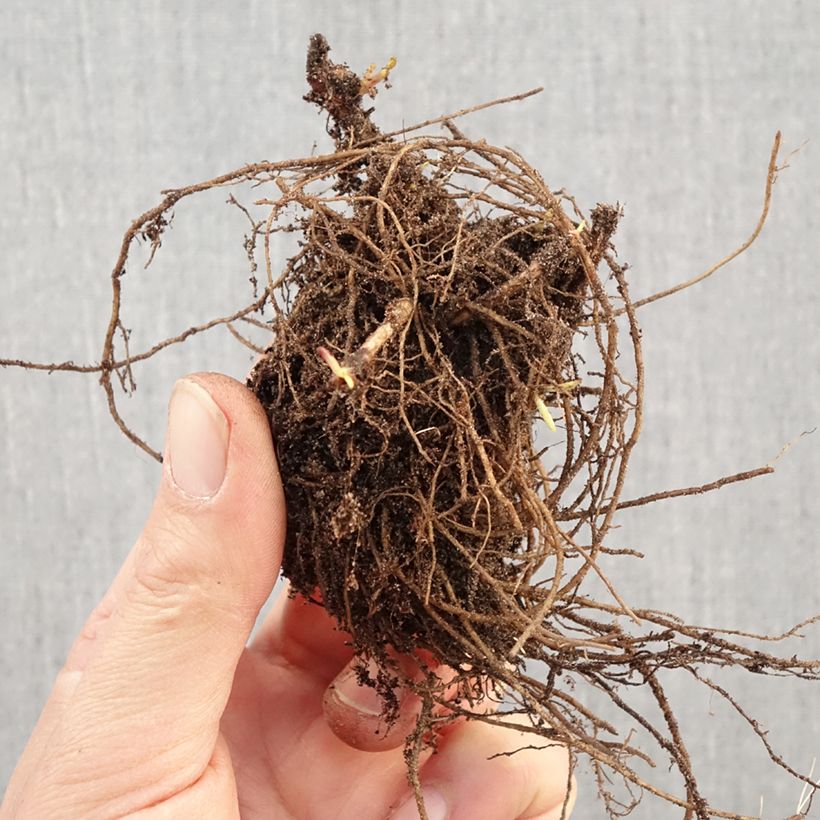 Amostra de Áster dumosus Marjorie - Áster Anão Raízes nuas tal como entregue no inverno