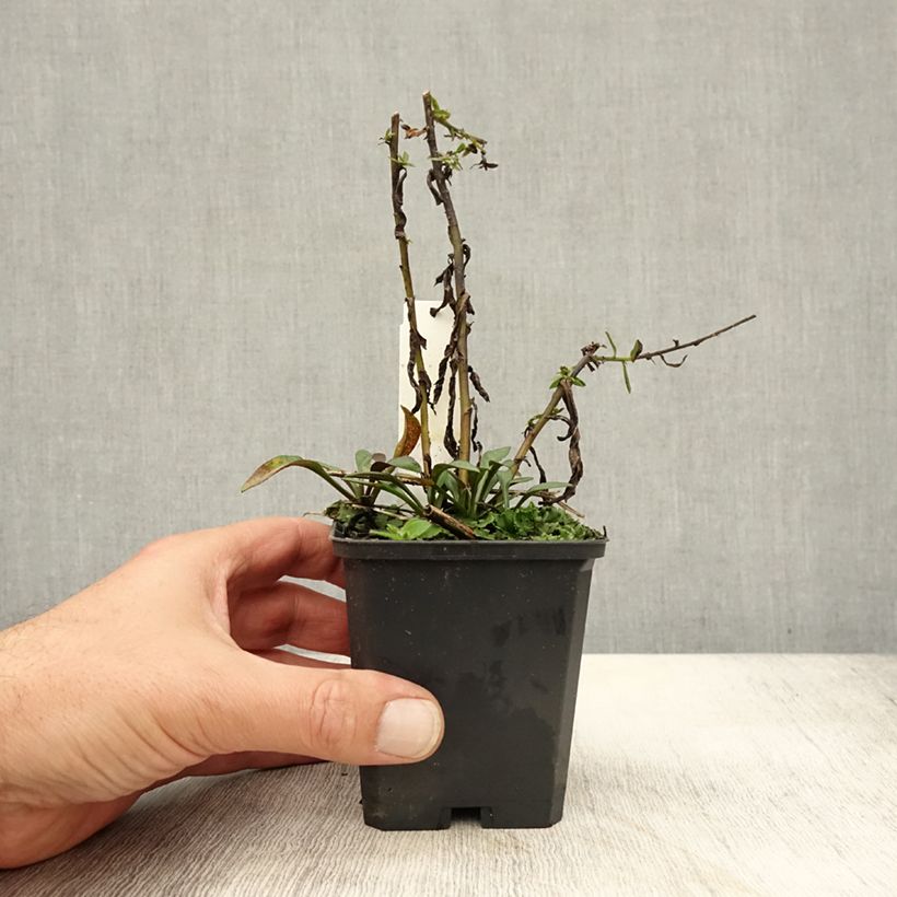 Amostra de Áster dumosus Neron Vaso de 8/9 cm tal como entregue no outono