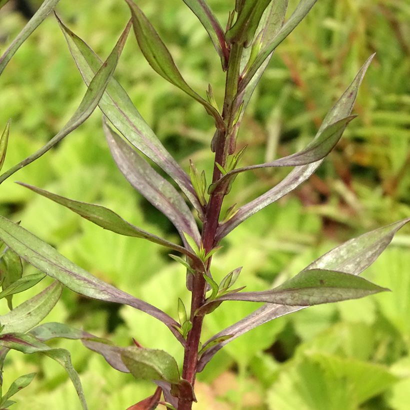 Áster dumosus Neron (Folhagem)