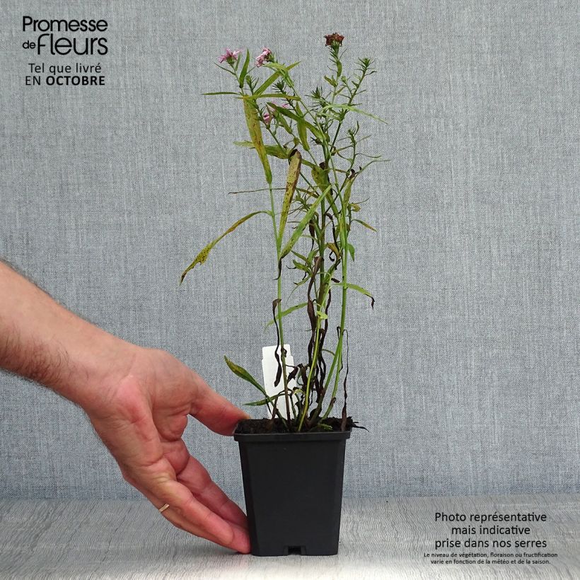 Amostra de Áster dumosus Peter Harrison - Áster-anão-de-outono Vaso de 8/9 cm tal como entregue no outono