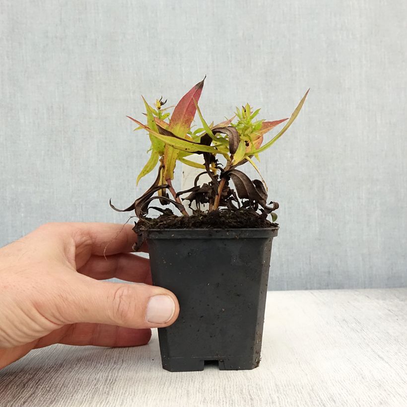 Amostra de Áster dumosus Prof. Anton Kippenberg Vaso de 8/9 cm tal como entregue no outono