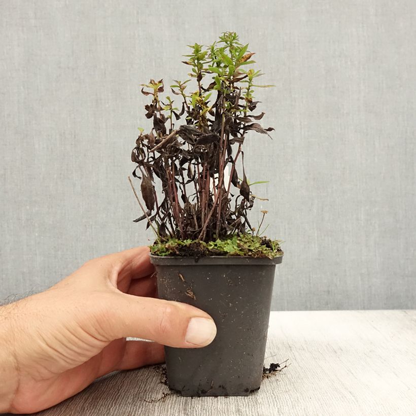 Amostra de Áster dumosus Samoa - Áster-anão-de-outono Vaso de 8/9 cm tal como entregue no outono