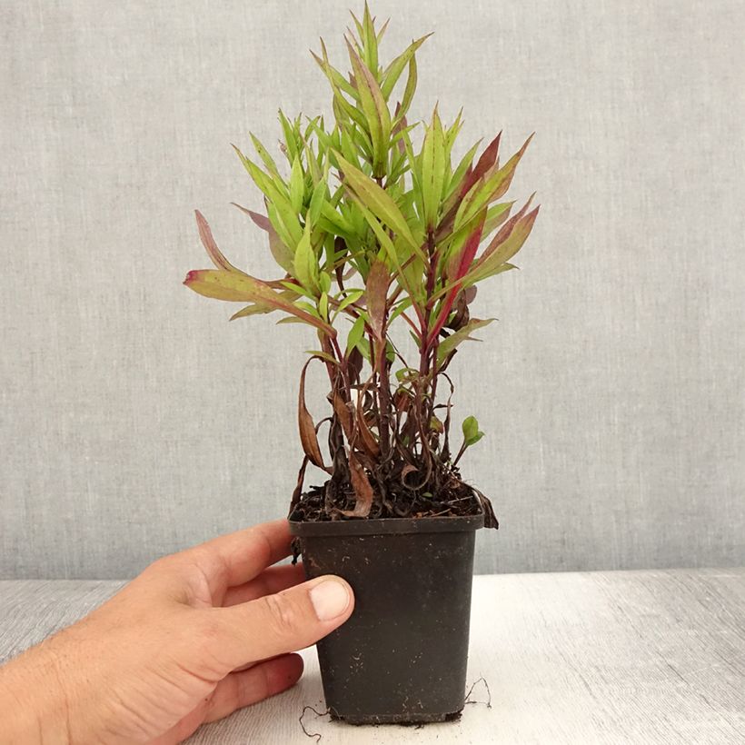 Amostra de Áster dumosus Samoa - Áster-anão-de-outono Vaso de 8/9 cm tal como entregue no verão
