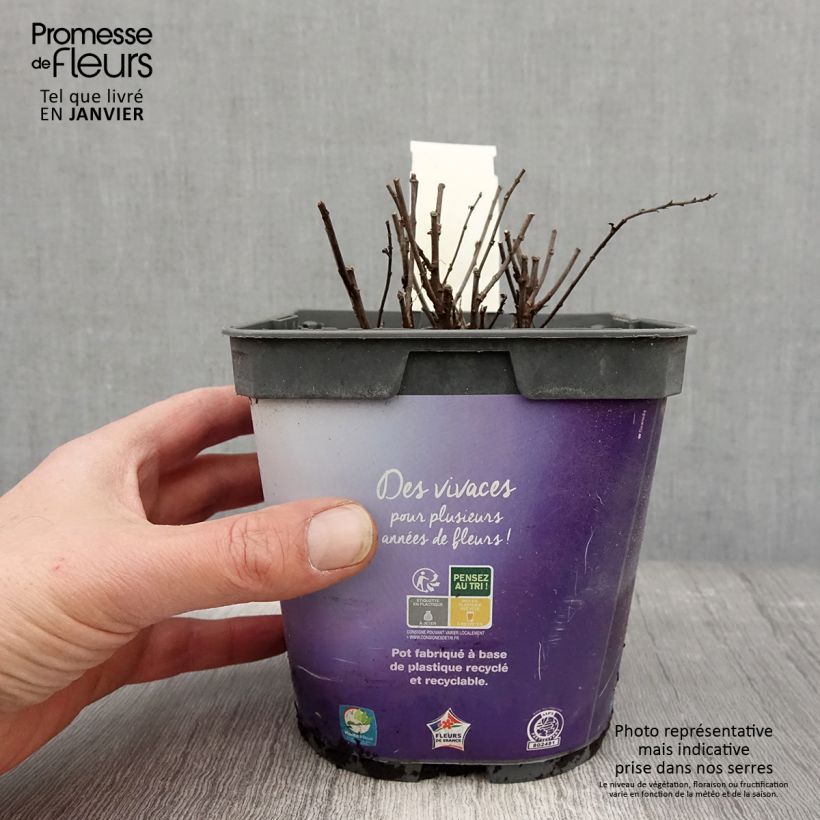 Amostra de Aster dumosus Samoa - Aster nain d'automne Vaso de 2 L/3 L tal como entregue no inverno