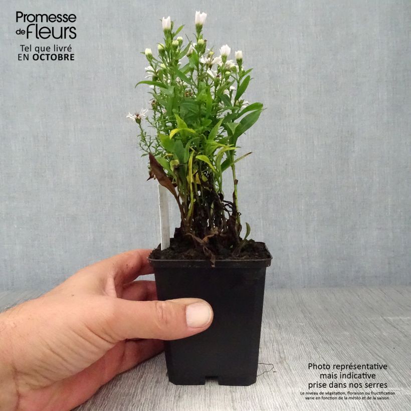 Amostra de Áster dumosus Schneekissen - Áster-anão-de-outono Vaso de 8/9 cm tal como entregue no outono