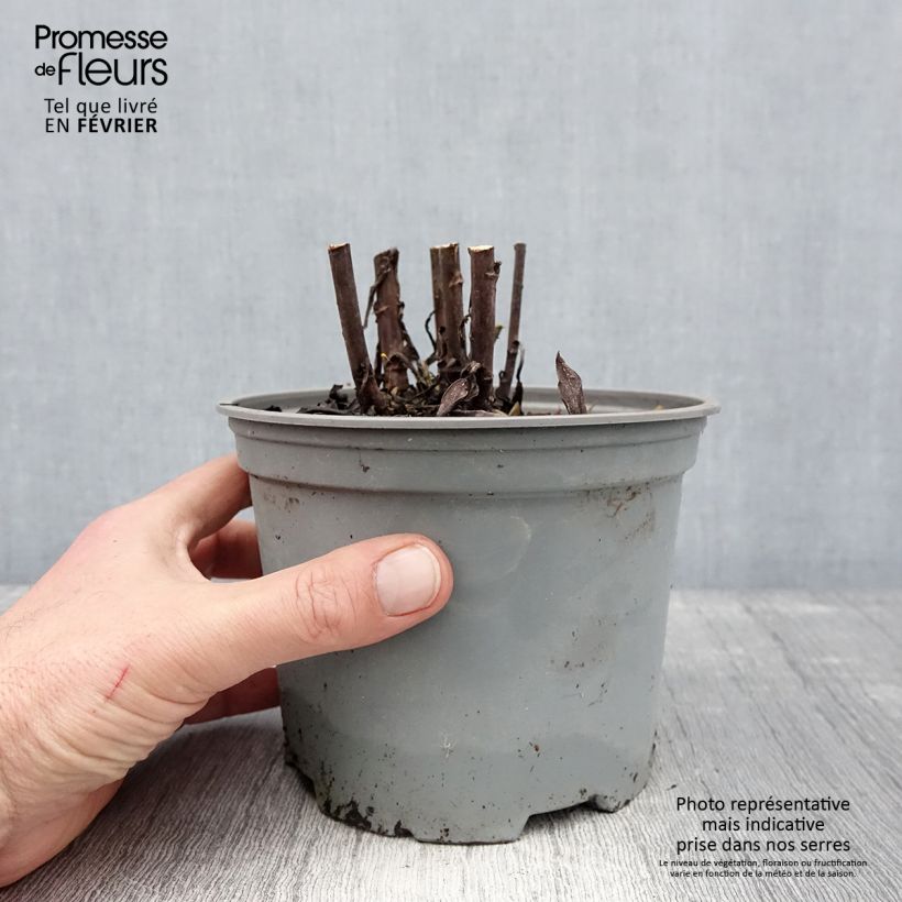 Amostra de Aster dumosus Starlight - Aster nain d’automne Vaso de 2 L/3 L tal como entregue no inverno