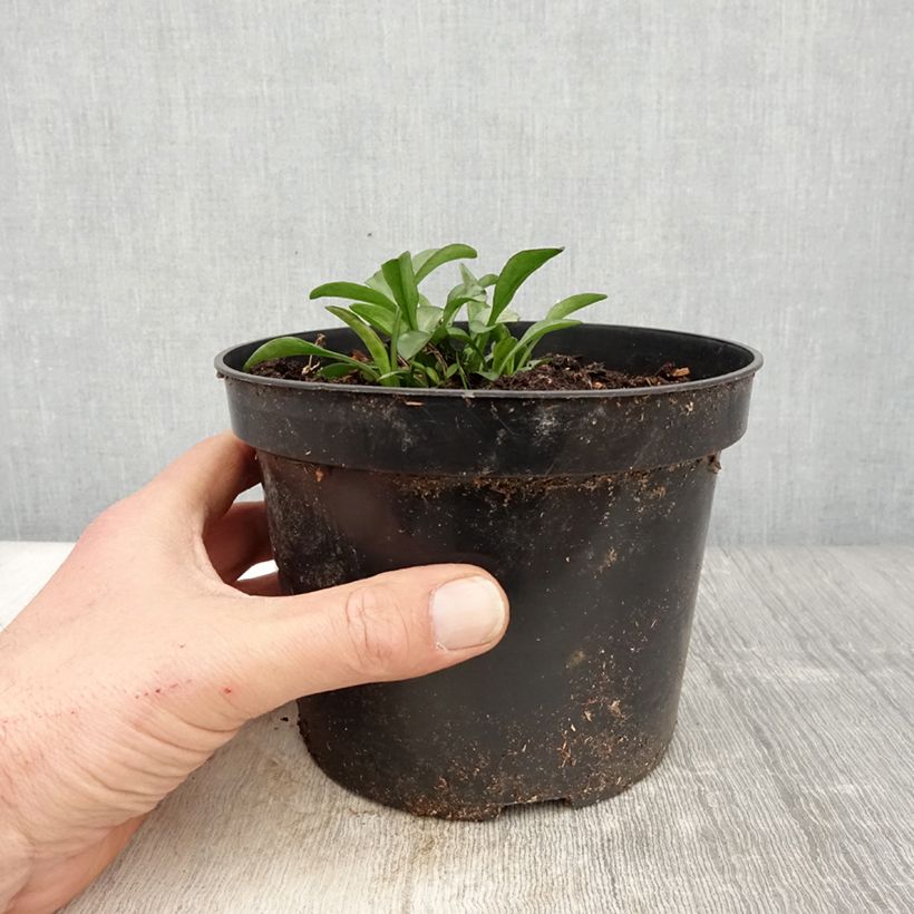 Amostra de Áster dumosus Starlight - Áster-anão-de-outono Vaso de 2 L/3 L tal como entregue na primavera