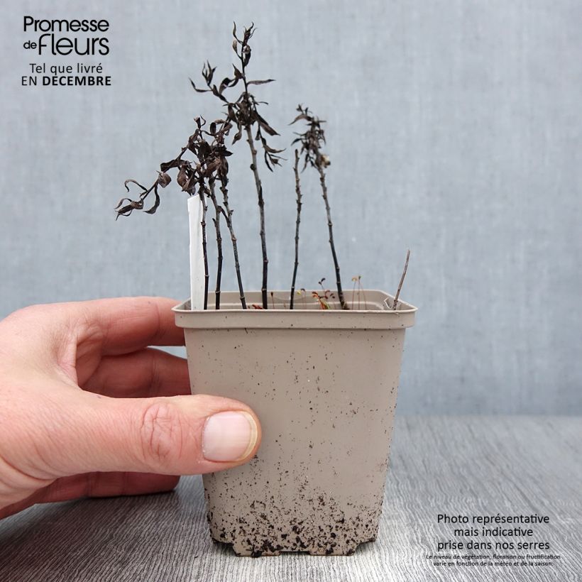 Amostra de Áster dumosus Tonga - Áster Anão Vaso de 8/9 cm tal como entregue no outono