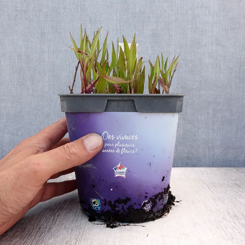 Amostra de Áster dumosus Tonga - Áster Anão Vaso de 2 L/3 L tal como entregue no verão