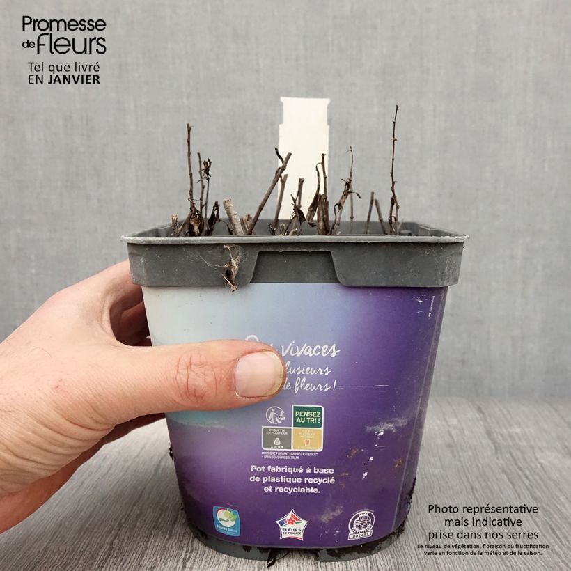 Amostra de Aster dumosus Tonga - Aster nain Vaso de 2 L/3 L tal como entregue no inverno