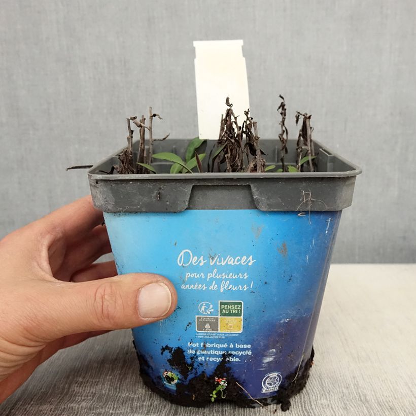 Amostra de Áster dumosus Tonga - Áster Anão Vaso de 2 L/3 L tal como entregue na primavera