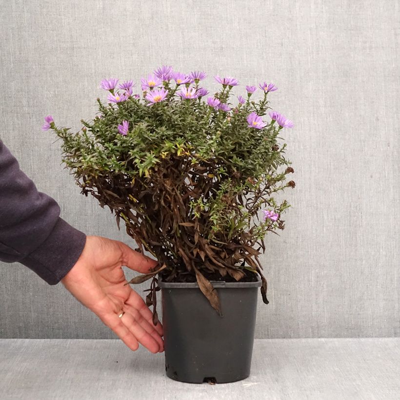 Amostra de Aster dumosus Wood's Purple Vaso de 1,5 L/2 L tal como entregue no outono