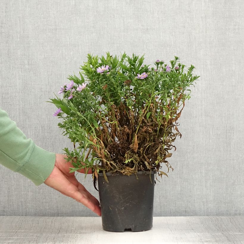 Amostra de Aster dumosus Wood's Purple Vaso de 1,5 L/2 L tal como entregue no verão