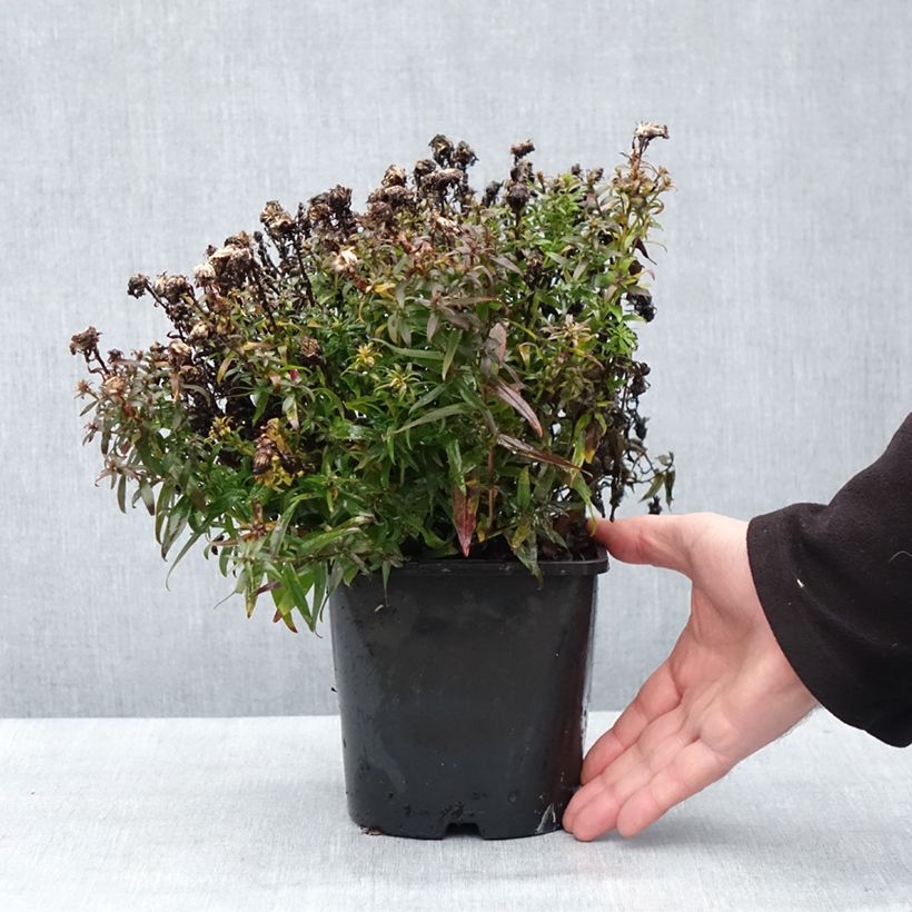 Amostra de Aster dumosus Wood's Purple Pot de 1,5L/2L tal como entregue no inverno