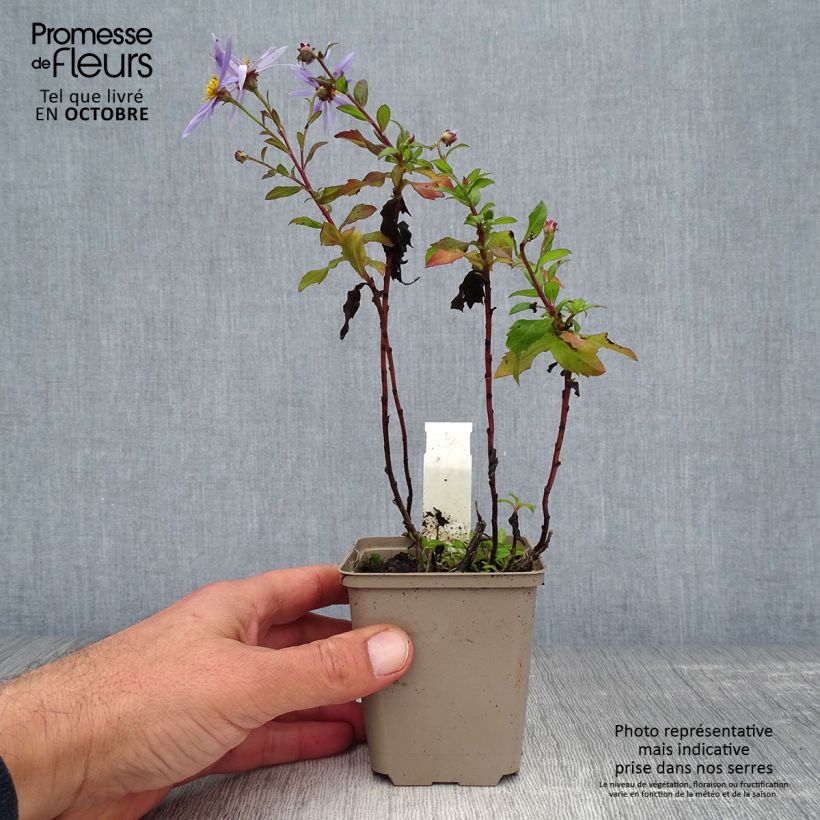 Amostra de Aster ageratoides Eleven Purple - Áster Vaso de 8/9 cm tal como entregue no outono