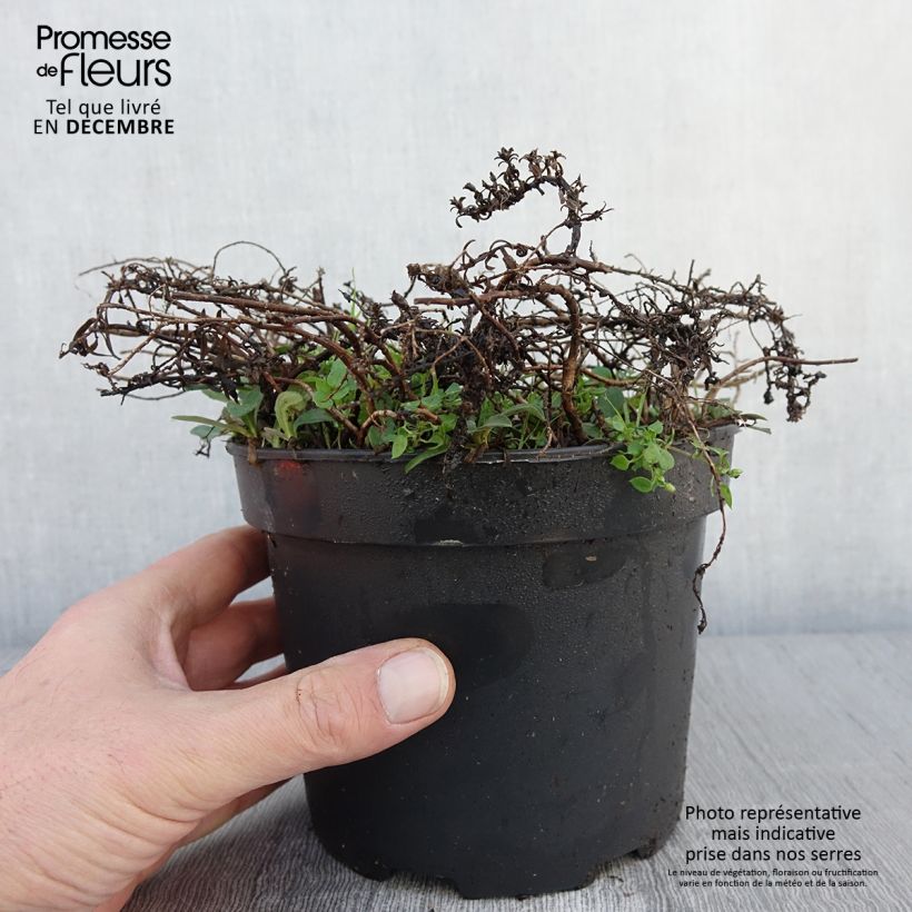 Amostra de Aster ericoïdes f. prostratus Snow Flurry - Aster fausse-bruyère Pot de 2L/3L tal como entregue no outono
