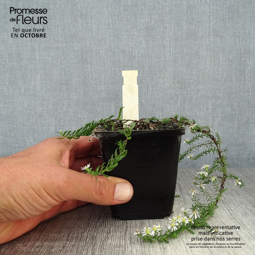 Amostra de Áster ericoïdes f. prostratus Snow Flurry - Áster falsa-urze Vaso de 7/8 cm tal como entregue no outono