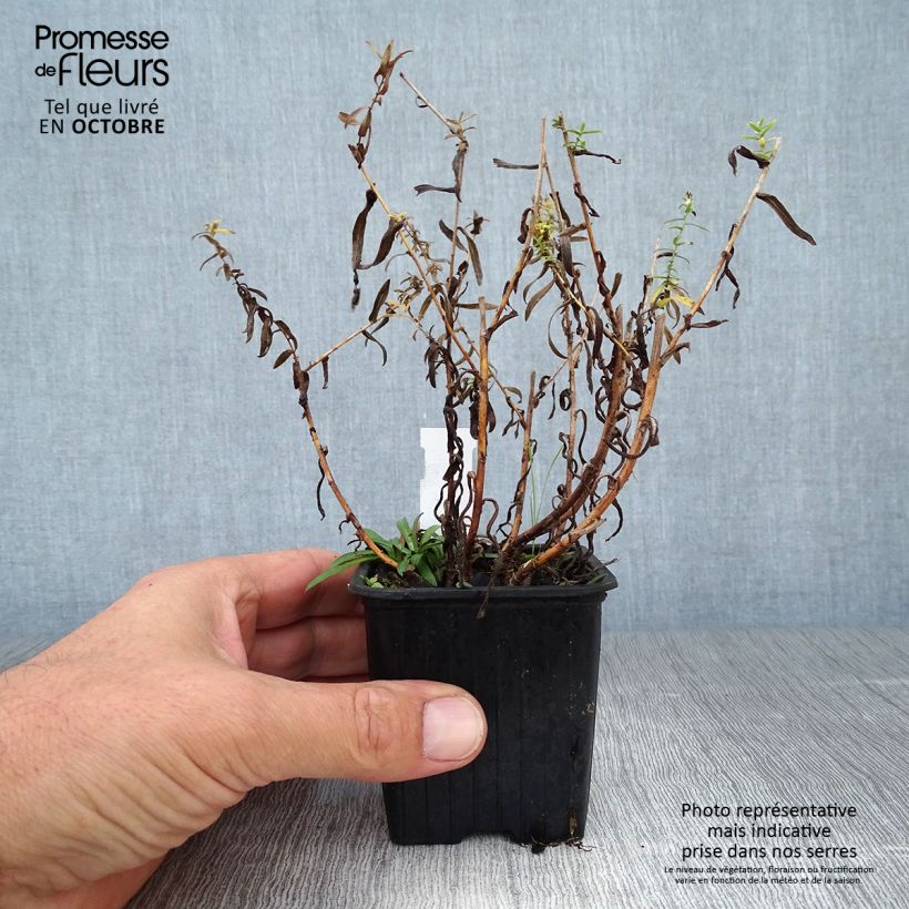 Amostra de Áster ericoides Vaso de 8/9 cm tal como entregue no outono