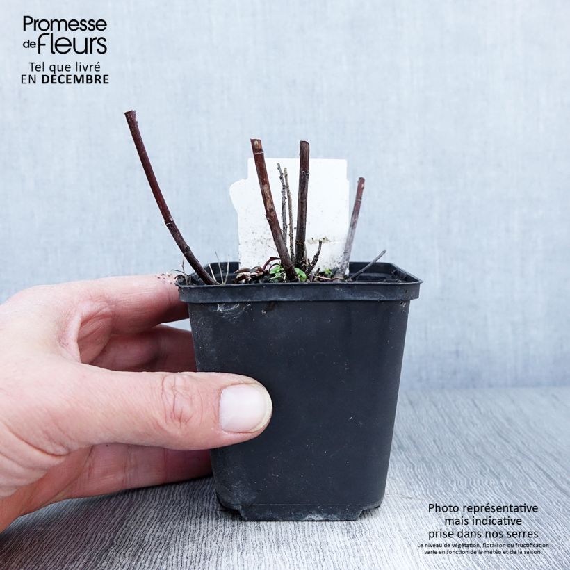 Amostra de Áster ericoïdes Herbstmyrte - Áster-de-folhas-de-urze Vaso de 8/9 cm tal como entregue no outono