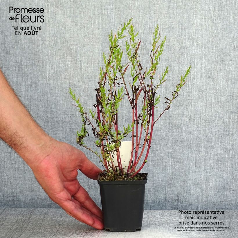 Amostra de Áster ericoïdes Herbstmyrte - Áster-de-folhas-de-urze Vaso de 8/9 cm tal como entregue no verão