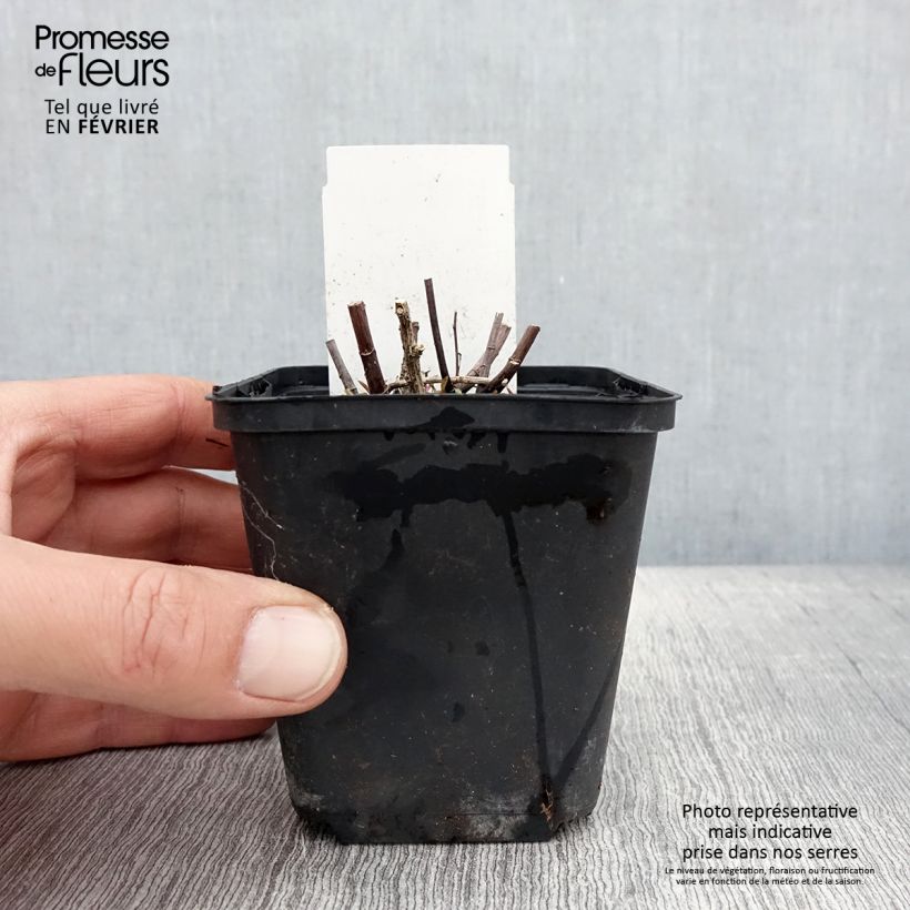 Amostra de Aster ericoides Herbstmyrte - Aster à feuilles de bruyère Vaso de 8/9 cm tal como entregue no inverno